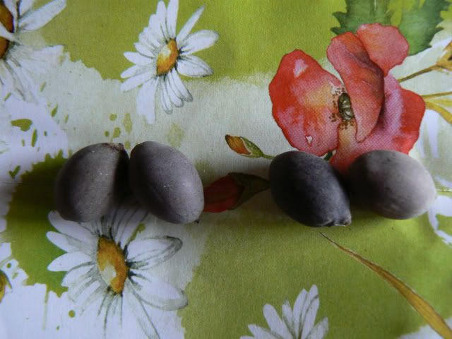P1080674.jpg