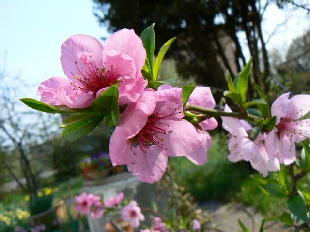 P1100461.jpg