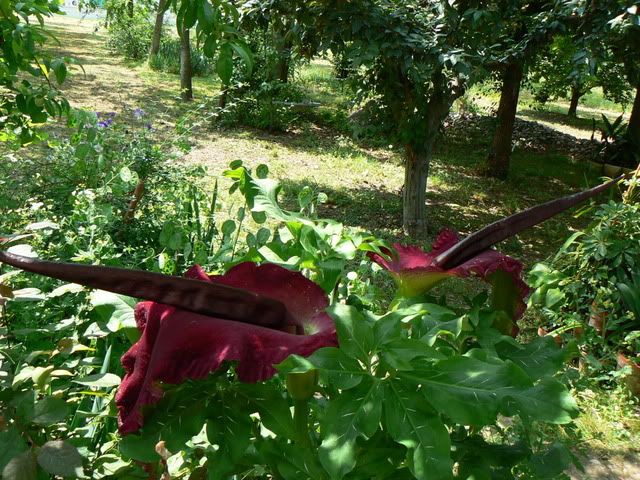P1120704.jpg