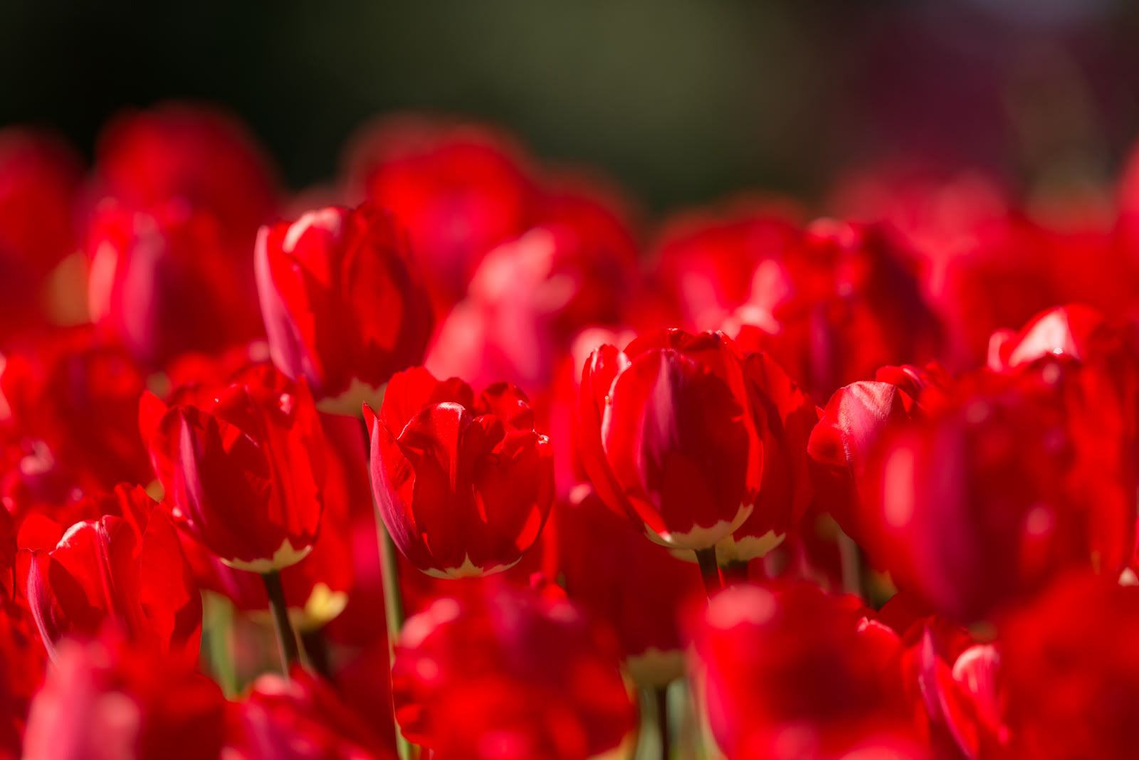 200f2.8,2753 Pictures, Images and Photos