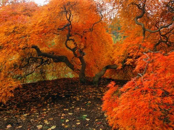[Image: autumn-japanese-maple_2832_600x450.jpg]
