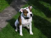 pet portrait,photo,dog