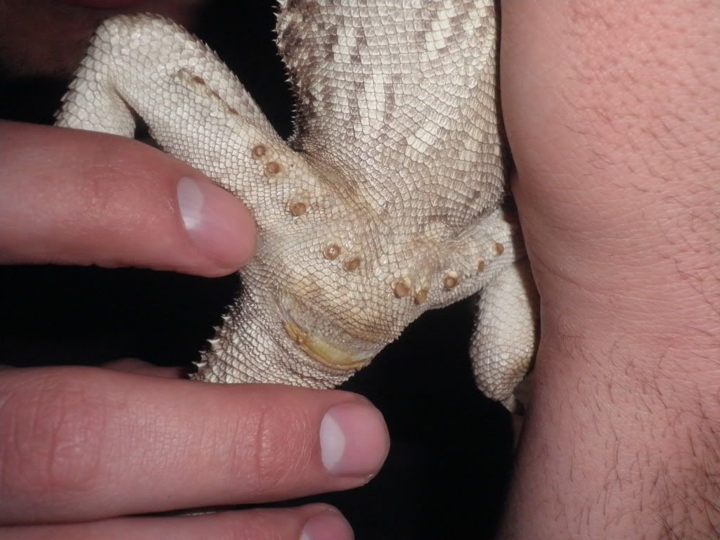 Prolapsed Rectum • Bearded Dragon Org