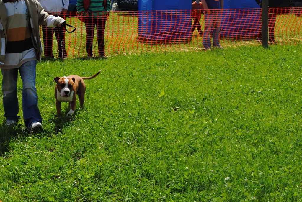 Fermoycofair008.jpg