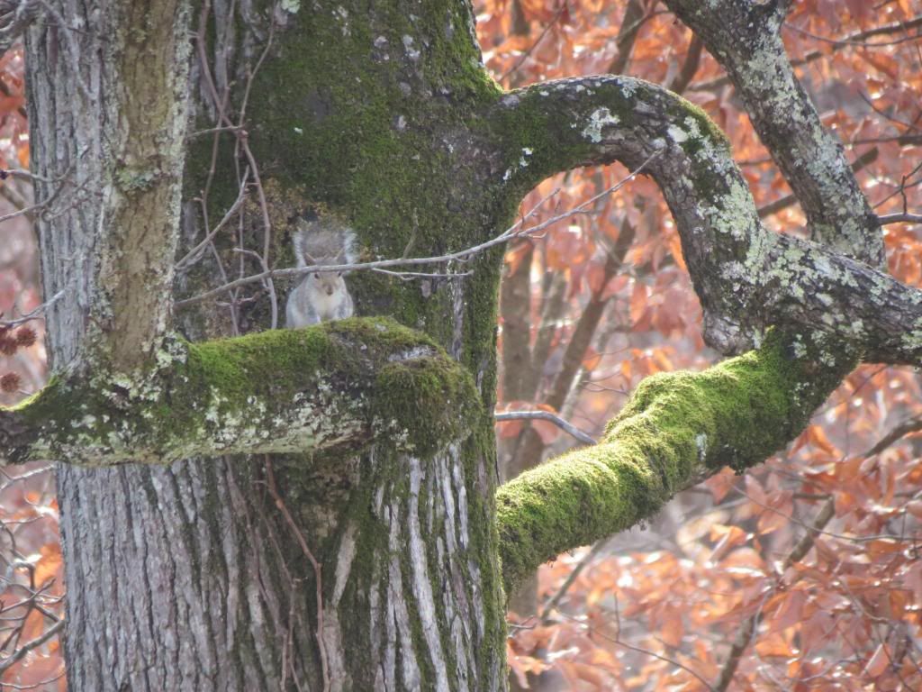 IMAGE: http://i1140.photobucket.com/albums/n569/tmanly25/IMG_0813_zps1f807343.jpg