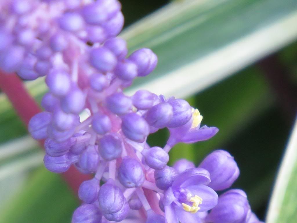 IMAGE: http://i1140.photobucket.com/albums/n569/tmanly25/IMG_0942_zpse9ad485b.jpg