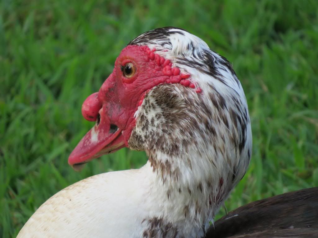 IMAGE: http://i1140.photobucket.com/albums/n569/tmanly25/IMG_1050_zps4c287d21.jpg