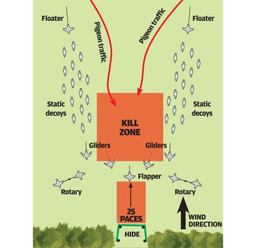 Pigeon-shooting-pattern-over-oilseed-rap