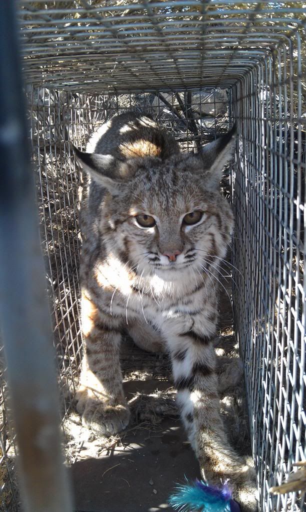 Bobcat4closeup_zps16a6916c.jpg