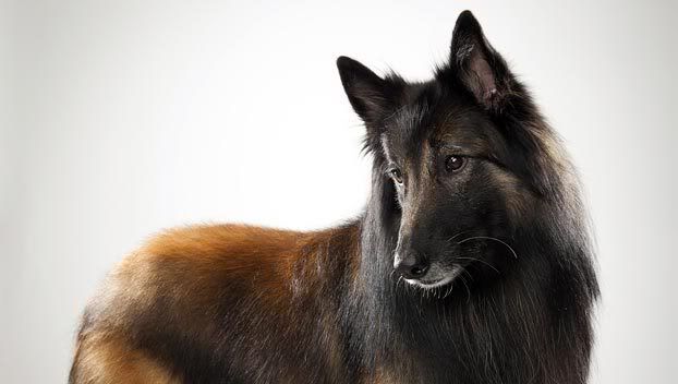 Belgian Tervuren