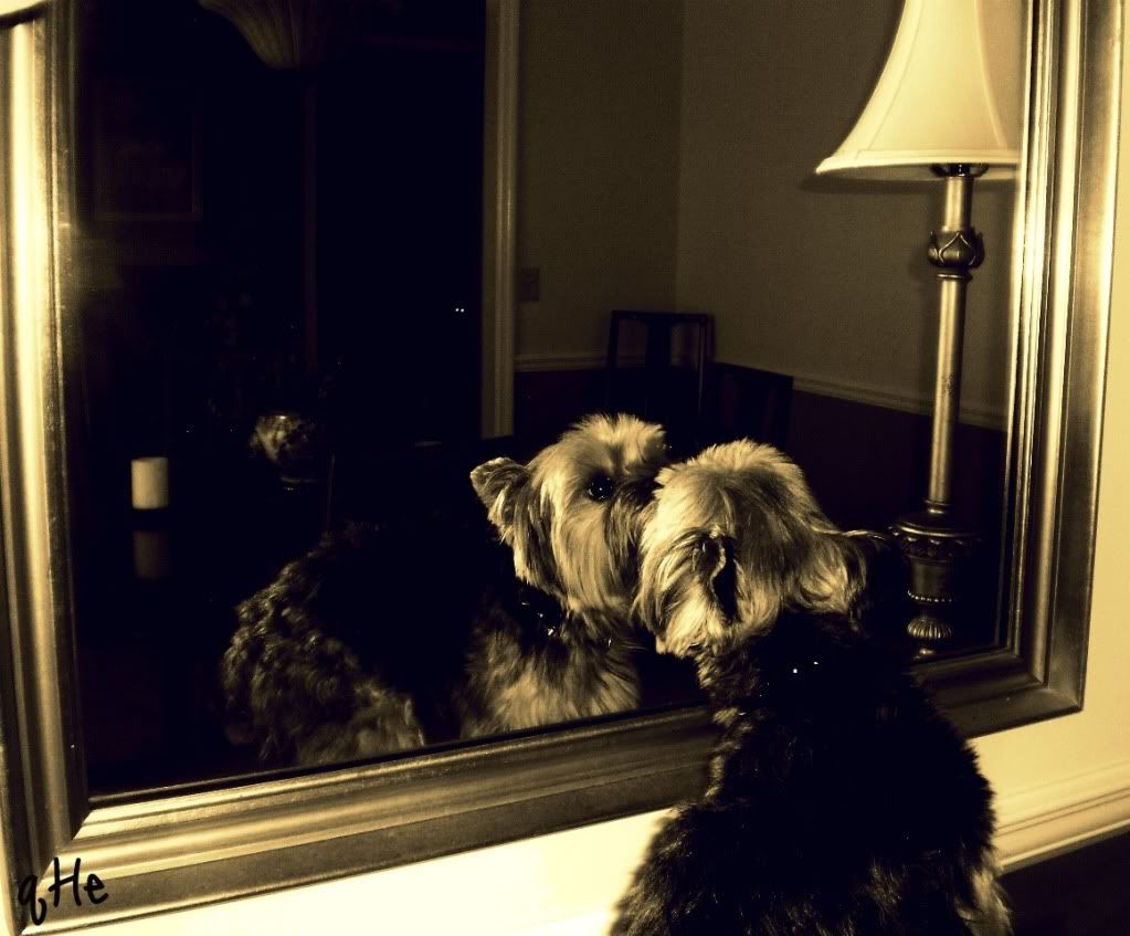 Dog in the Mirror! Pictures, Images and Photos