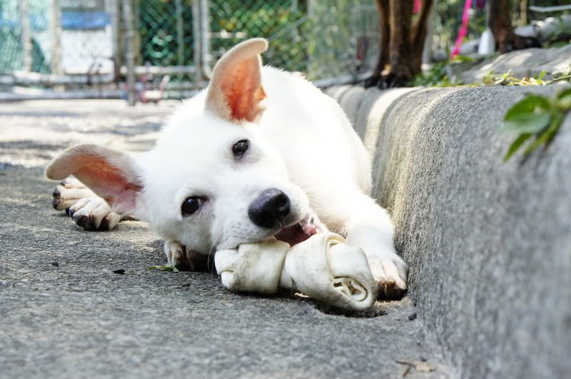 圖檔