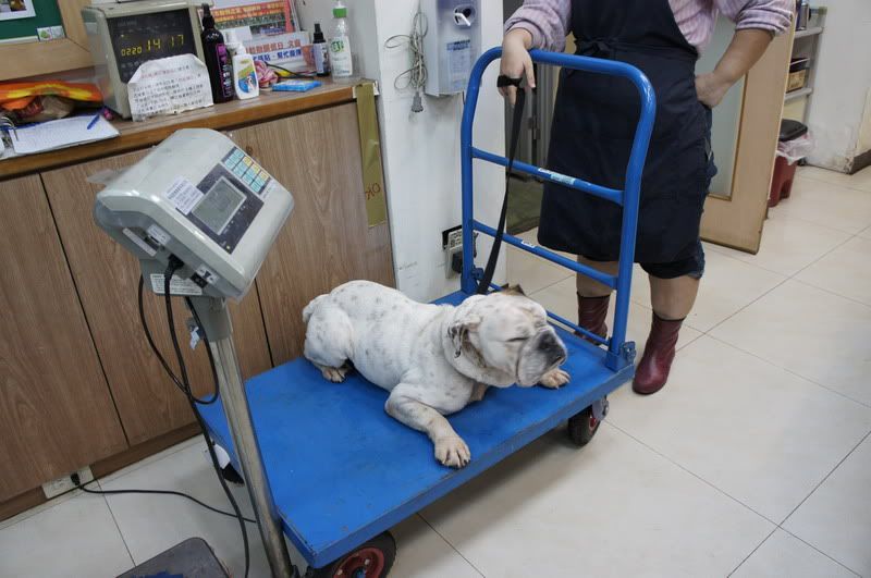 圖檔