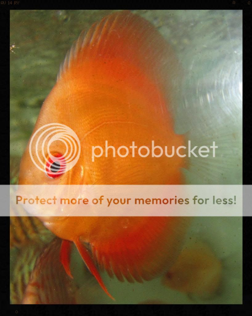 Tangerine Orange Discus Live Freshwater Aquarium Fish